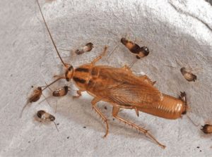 Cucaracha alemana hembra con una ooteca y varias crías.